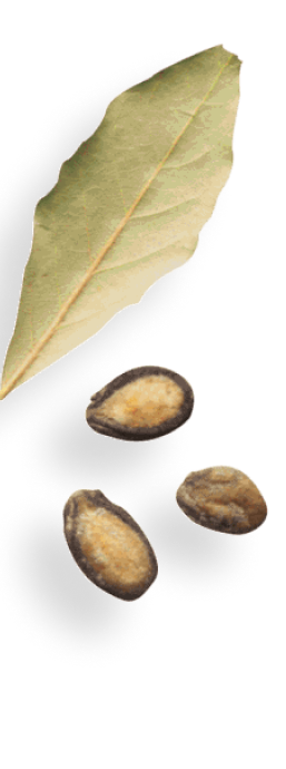 Лавровый лист